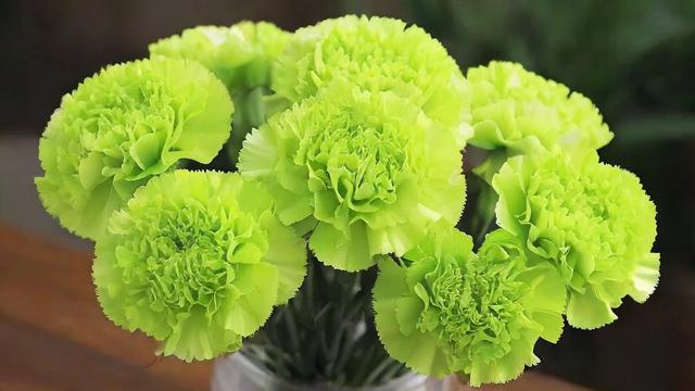 绿色康乃馨的起源、种植技巧及市场前景全面解析 第3张 绿色康乃馨的起源、种植技巧及市场前景全面解析 第3张