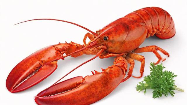 加拿大龙虾:生态特征、养殖技巧及美食文化全解析 第1张 加拿大龙虾:生态特征、养殖技巧及美食文化全解析 第1张