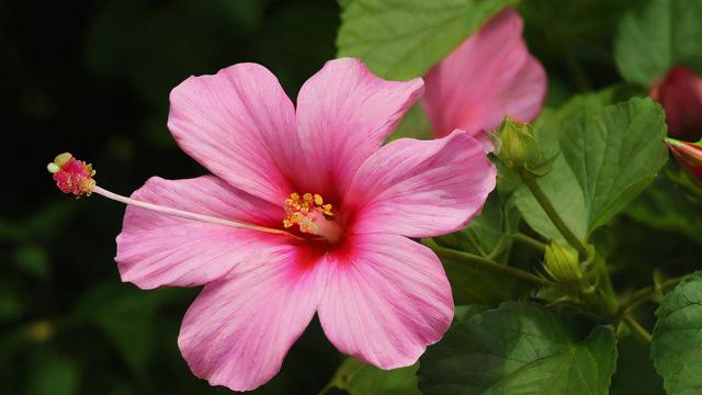 如意花图片大全:高清下载、制作教程及版权注意事项 第2张 如意花图片大全:高清下载、制作教程及版权注意事项 第2张