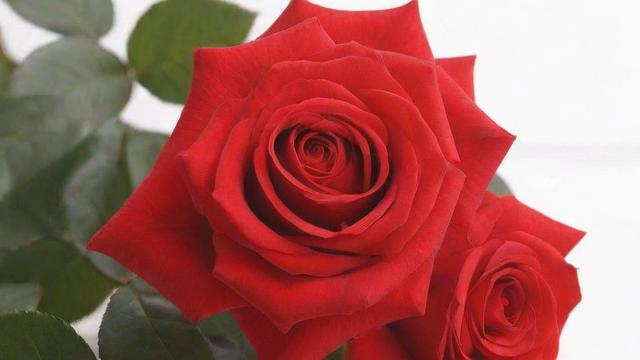 玫瑰花多少钱一朵？全面解析玫瑰价格及购买技巧  第1张