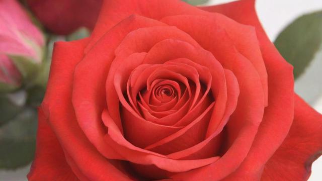 玫瑰花多少钱一朵？全面解析玫瑰价格及购买技巧  第2张
