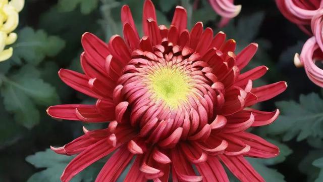 红色的菊花：文化象征、种植技巧及现代应用全面解析