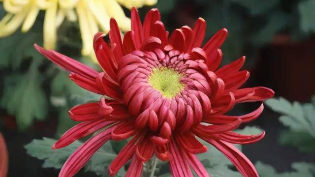 红色的菊花:文化象征、种植技巧及现代应用全面解析 第2张 红色的菊花:文化象征、种植技巧及现代应用全面解析 第2张