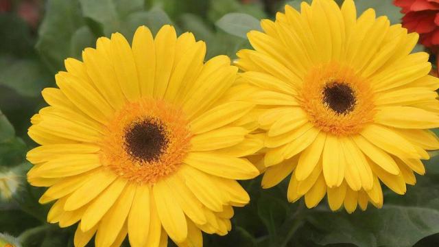 南非万寿菊种植技巧与药用价值全解析，助你轻松掌握栽培秘籍