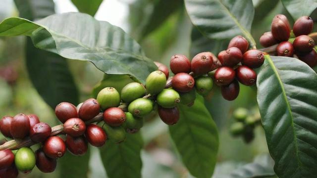咖啡豆种植全攻略：从历史到未来的技术与趋势分析