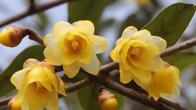 冬天开什么花最耐寒？蜡梅、山茶花等冬季花卉种植与搭配技巧