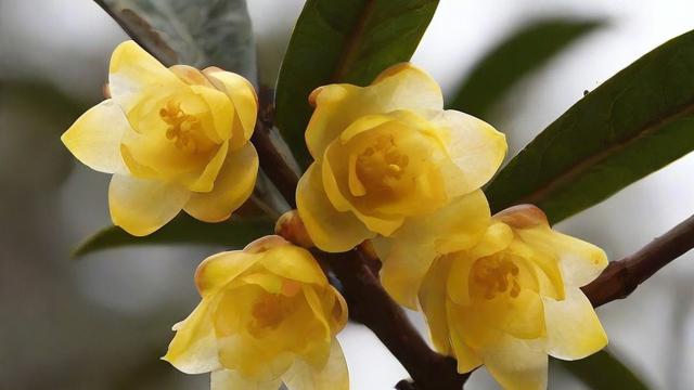 冬天开什么花最耐寒?蜡梅、山茶花等冬季花卉种植与搭配技巧 第2张 冬天开什么花最耐寒?蜡梅、山茶花等冬季花卉种植与搭配技巧 第2张
