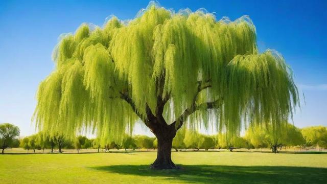 柳树的作用：从生态保护到经济价值的全面解析