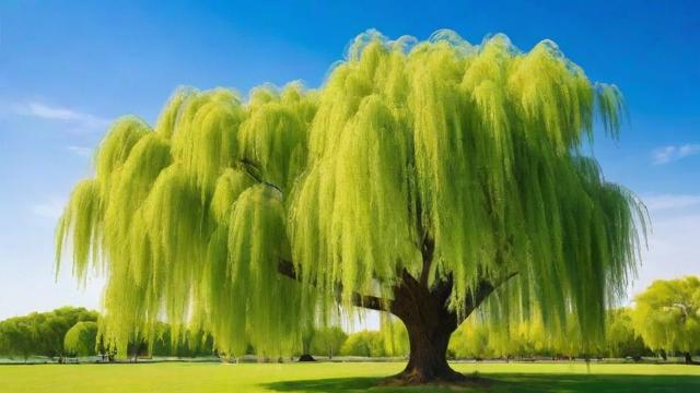 柳树的作用:从生态保护到经济价值的全面解析 第2张 柳树的作用:从生态保护到经济价值的全面解析 第2张