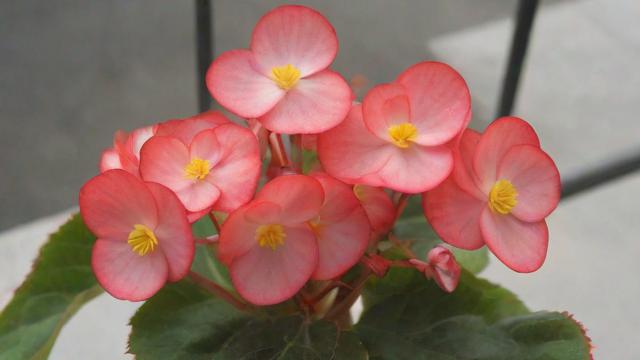 竹节秋海棠养殖技巧：光照、温度、浇水及病虫害防治全攻略