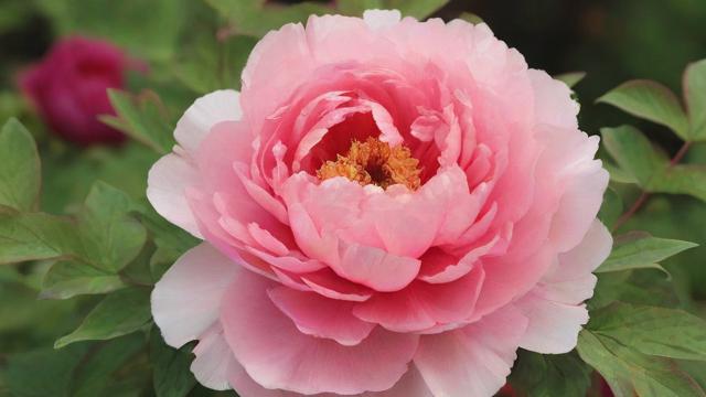 花的名称有哪些 全面解析常见花卉及各国国花的文化意义
