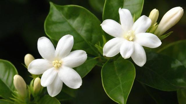 茉莉的花语：解读纯洁与优雅背后的深厚文化内涵