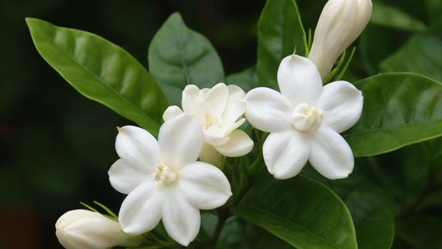 茉莉的花语:解读纯洁与优雅背后的深厚文化内涵 第2张 茉莉的花语:解读纯洁与优雅背后的深厚文化内涵 第2张