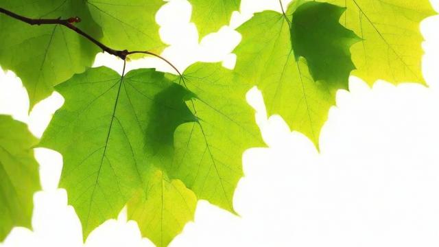 梧桐树叶子的功效与作用全面解析及安全使用方法  第2张