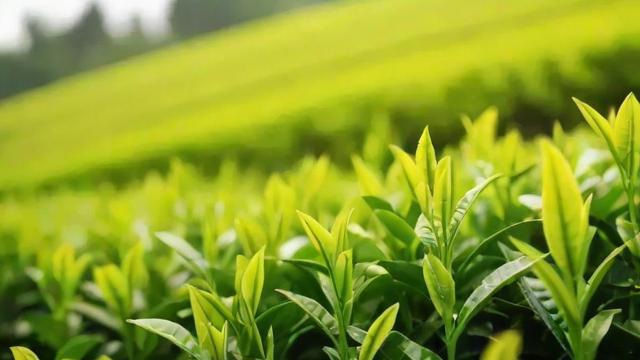 明前龙井茶的文化价值、采摘标准与品鉴技巧全解析  第4张