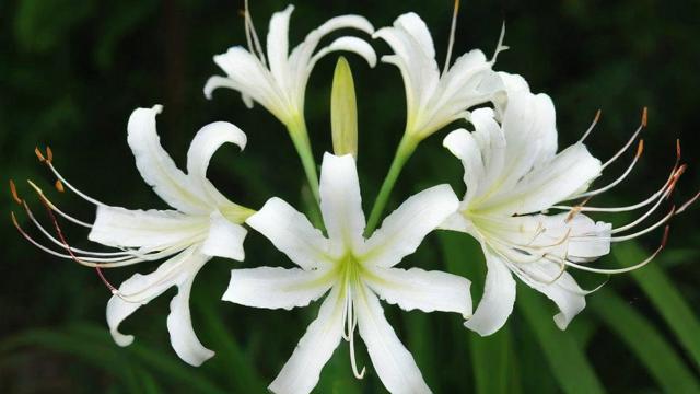 白色彼岸花种植技巧与象征意义解读,让你轻松掌握养护方法 第2张 白色彼岸花种植技巧与象征意义解读,让你轻松掌握养护方法 第2张