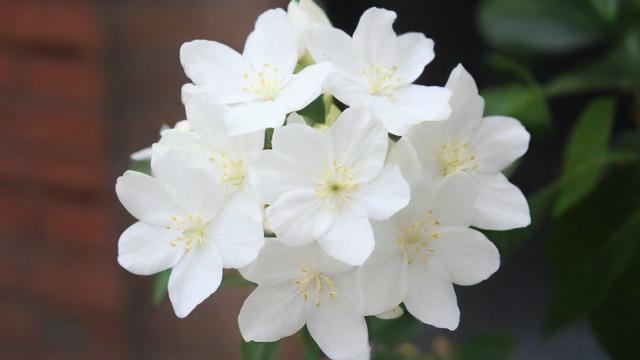 小白花怎么做：从零基础到精致艺术的详细教程