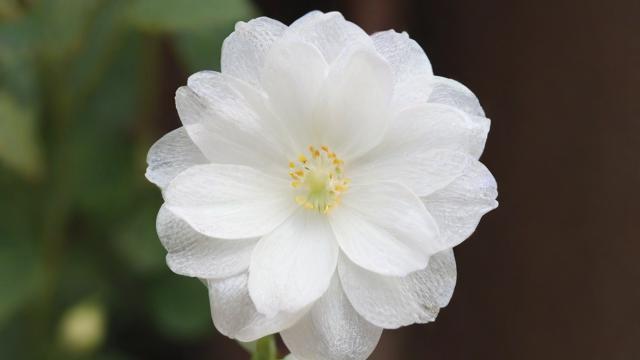 小白花怎么做：从零基础到精致艺术的详细教程  第2张
