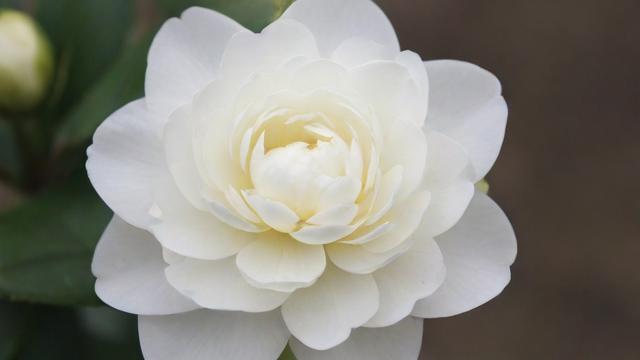 小白花怎么做：从零基础到精致艺术的详细教程  第3张