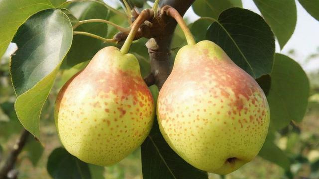 新疆库尔勒香梨种植技术与营养价值全面解析