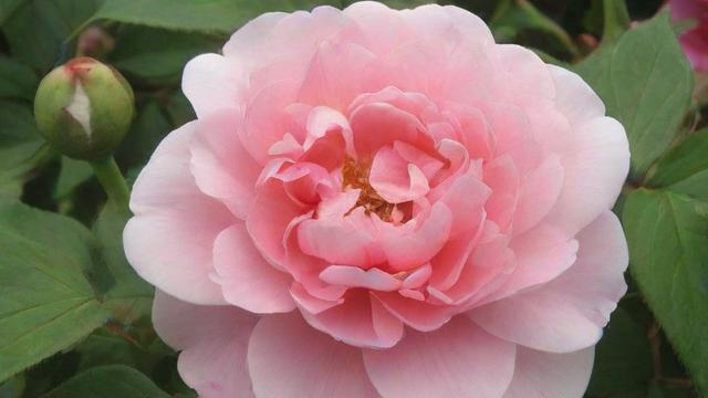 四季花是什么花 四季花卉种类及特点详解 第2张 四季花是什么花 四季花卉种类及特点详解 第2张
