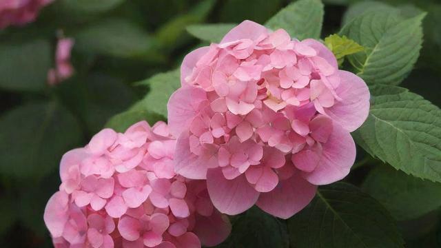 四季花是什么花 四季花卉种类及特点详解 第3张 四季花是什么花 四季花卉种类及特点详解 第3张