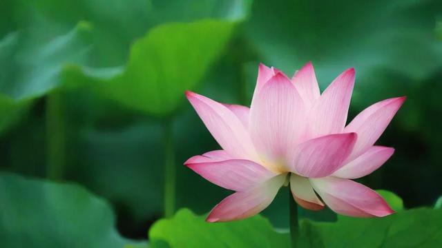 荷花的意义：探索其文化象征与现代应用价值