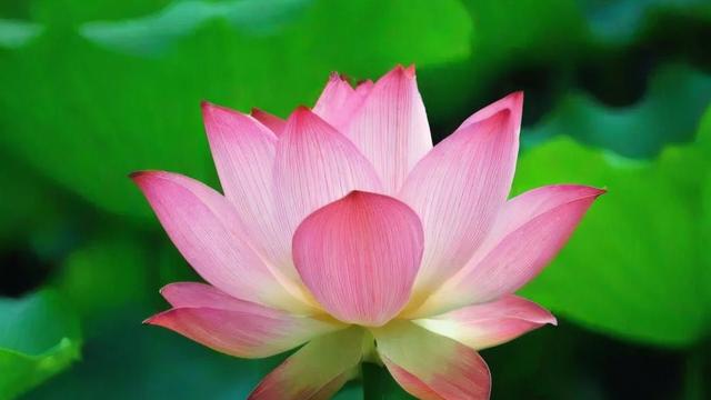荷花的意义:探索其文化象征与现代应用价值 第2张 荷花的意义:探索其文化象征与现代应用价值 第2张