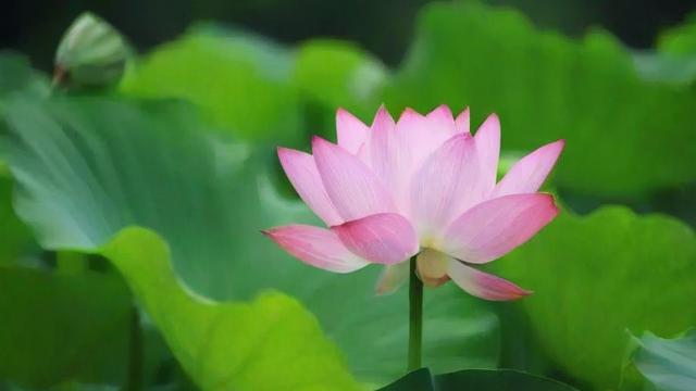 荷花的意义:探索其文化象征与现代应用价值 第3张 荷花的意义:探索其文化象征与现代应用价值 第3张