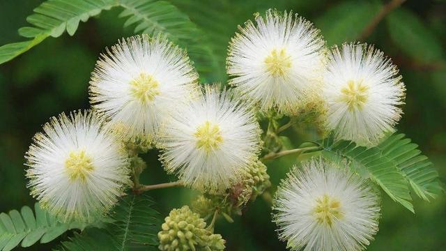 含羞草开花时间及影响因素全解析，助你轻松打造美丽花园