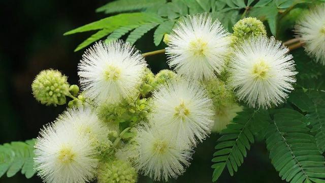含羞草开花时间及影响因素全解析，助你轻松打造美丽花园  第2张