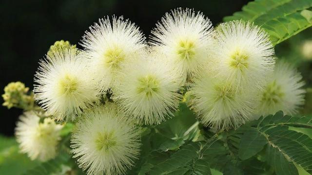 含羞草开花时间及影响因素全解析，助你轻松打造美丽花园  第3张