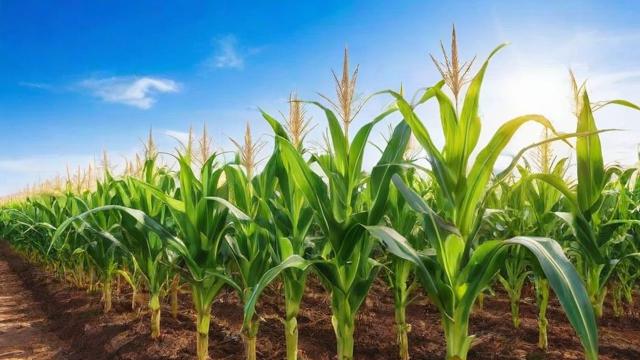 墨西哥玉米草种植技术与营养价值全解析