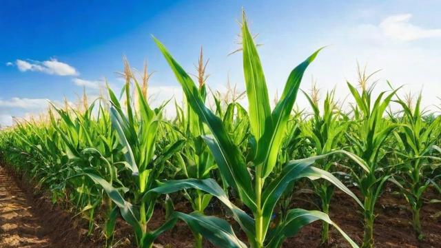 墨西哥玉米草种植技术与营养价值全解析 第2张 墨西哥玉米草种植技术与营养价值全解析 第2张