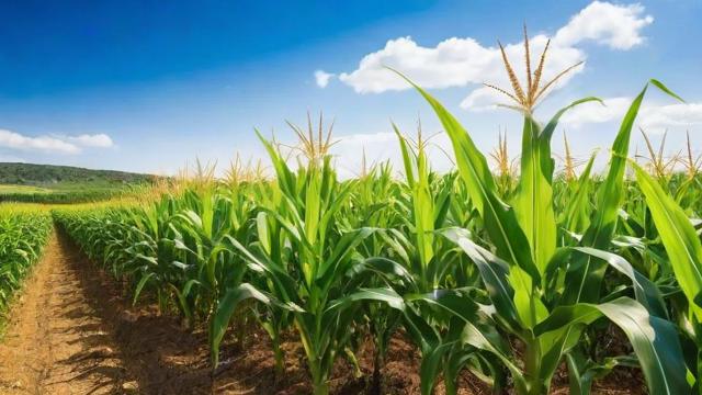 墨西哥玉米草种植技术与营养价值全解析 第3张 墨西哥玉米草种植技术与营养价值全解析 第3张