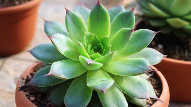 石莲花图片大全：高清多肉植物图片及版权使用指南  第2张