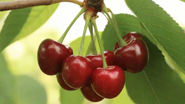 车厘子季节:全面解析种植技巧、市场需求与文化价值 第2张 车厘子季节:全面解析种植技巧、市场需求与文化价值 第2张