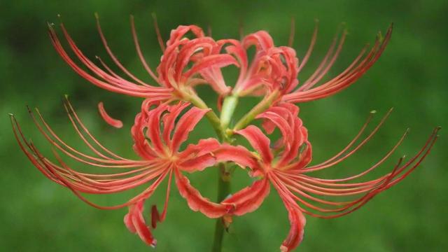 黑色彼岸花养殖方法与文化寓意解析,让你轻松掌握! 第2张 黑色彼岸花养殖方法与文化寓意解析,让你轻松掌握! 第2张