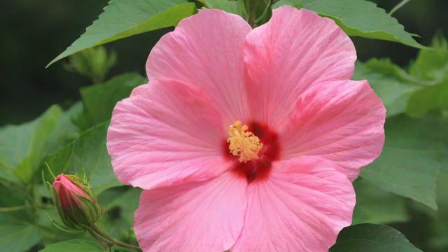 芙蓉是什么花：详解芙蓉花的种类、历史与现代价值