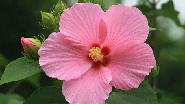 芙蓉是什么花:详解芙蓉花的种类、历史与现代价值 第2张 芙蓉是什么花:详解芙蓉花的种类、历史与现代价值 第2张