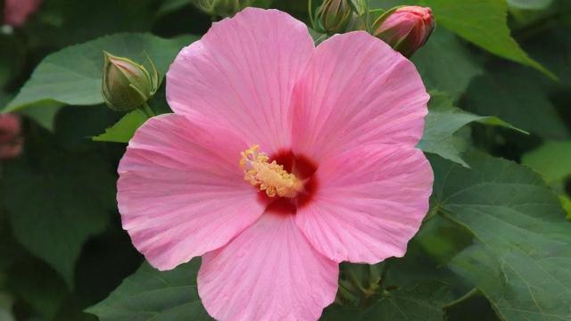 芙蓉是什么花:详解芙蓉花的种类、历史与现代价值 第3张 芙蓉是什么花:详解芙蓉花的种类、历史与现代价值 第3张