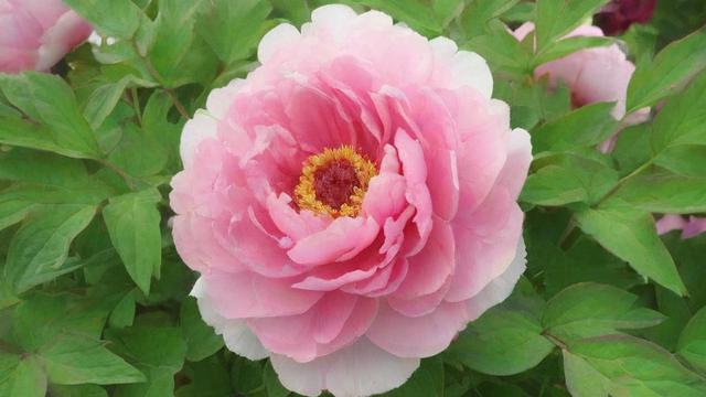 牡丹花特点详解：外观、象征意义及种植技巧全面解析