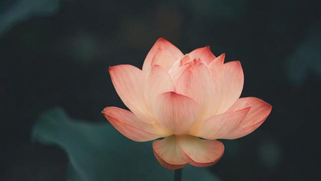 怎么放下一个人:分阶段教你彻底走出情感困境,重拾快乐生活 第3张 怎么放下一个人:分阶段教你彻底走出情感困境,重拾快乐生活 第3张