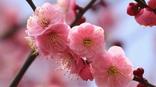 梅花的特征解析：形态、生长环境及文化意义全解读