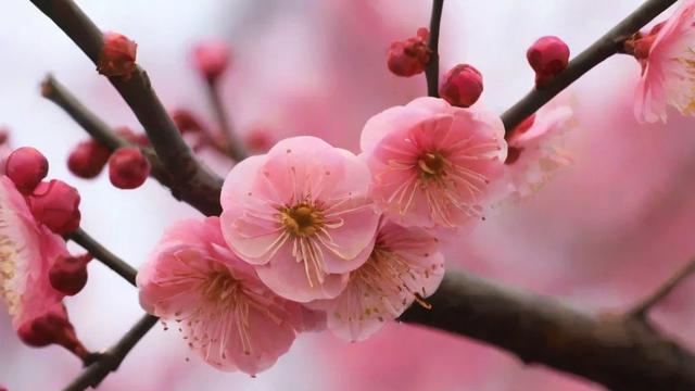 梅花的特征解析:形态、生长环境及文化意义全解读 第2张 梅花的特征解析:形态、生长环境及文化意义全解读 第2张