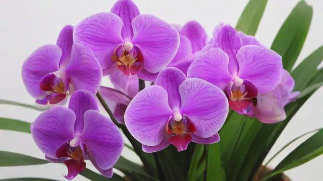 兰花什么时候开花 兰花开花时间及养护技巧全解析 第3张 兰花什么时候开花 兰花开花时间及养护技巧全解析 第3张