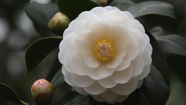 茶花的寓意解读：不同颜色与文化背景下的深刻象征