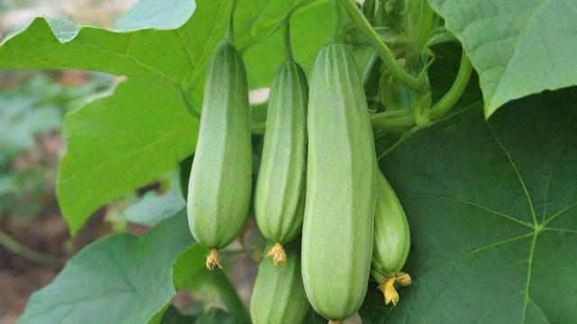 吊瓜子图片大全：从种植到市场应用全解析