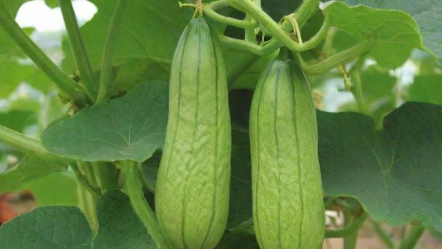 吊瓜子图片大全:从种植到市场应用全解析 第2张 吊瓜子图片大全:从种植到市场应用全解析 第2张