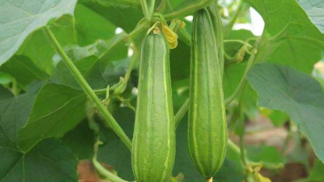 吊瓜子图片大全:从种植到市场应用全解析 第3张 吊瓜子图片大全:从种植到市场应用全解析 第3张